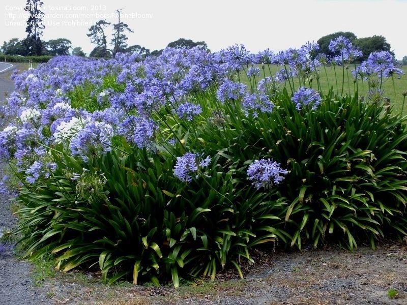Best 30 Bright Colorful Flowers for Your Garden 15 African Lily 1 Best 30 Bright Colorful Flowers for Your Garden - 15