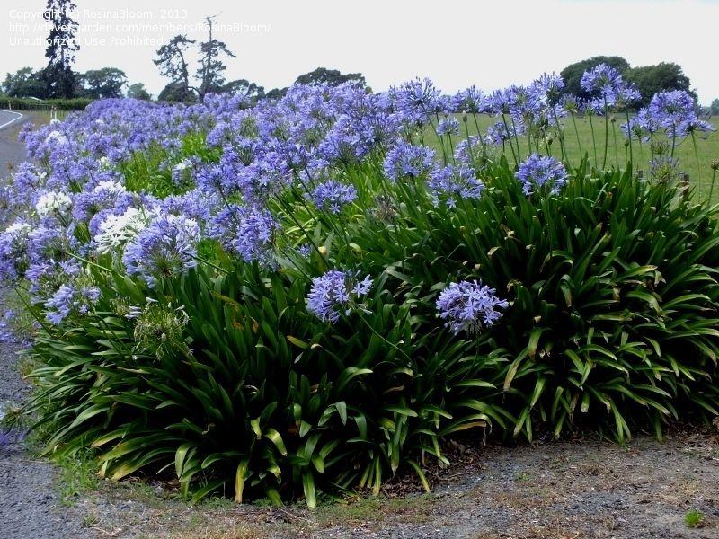 African Lily 1 Best 30 Bright Colorful Flowers for Your Garden - 15