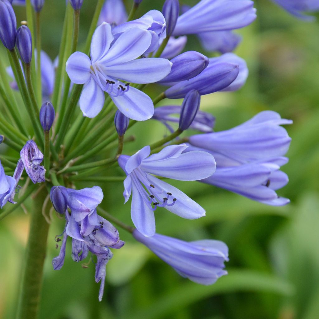 African Lily Best 30 Bright Colorful Flowers for Your Garden - 13