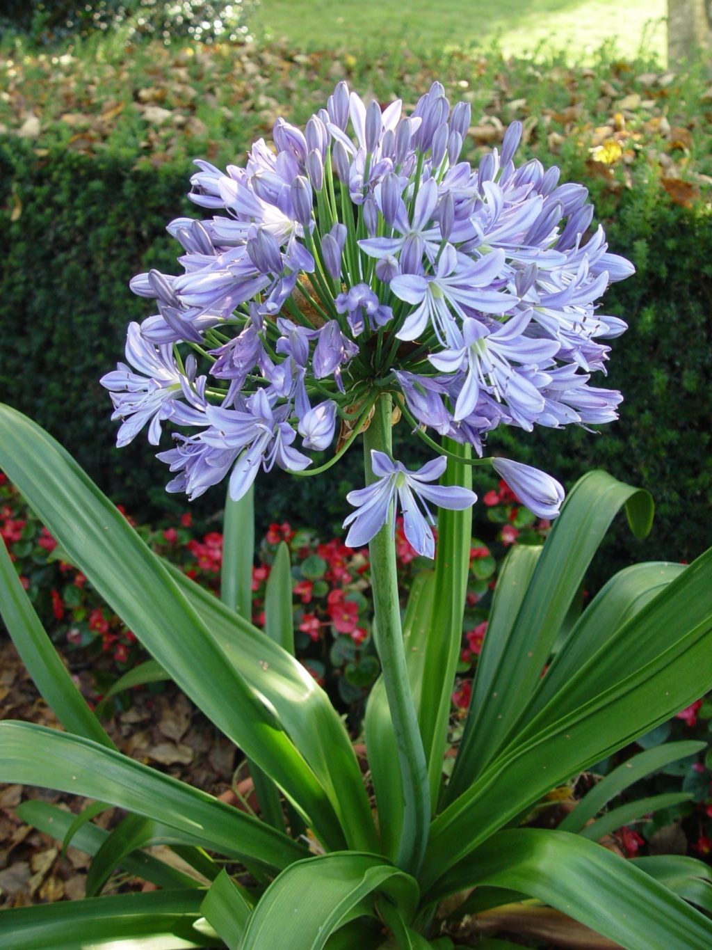 African Lily.. Best 30 Bright Colorful Flowers for Your Garden - 14