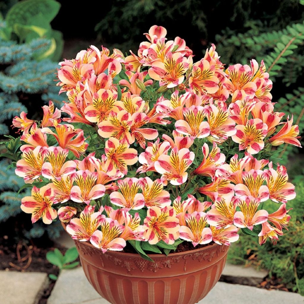 Alstroemeria 1 Best 30 Bright Colorful Flowers for Your Garden - 19