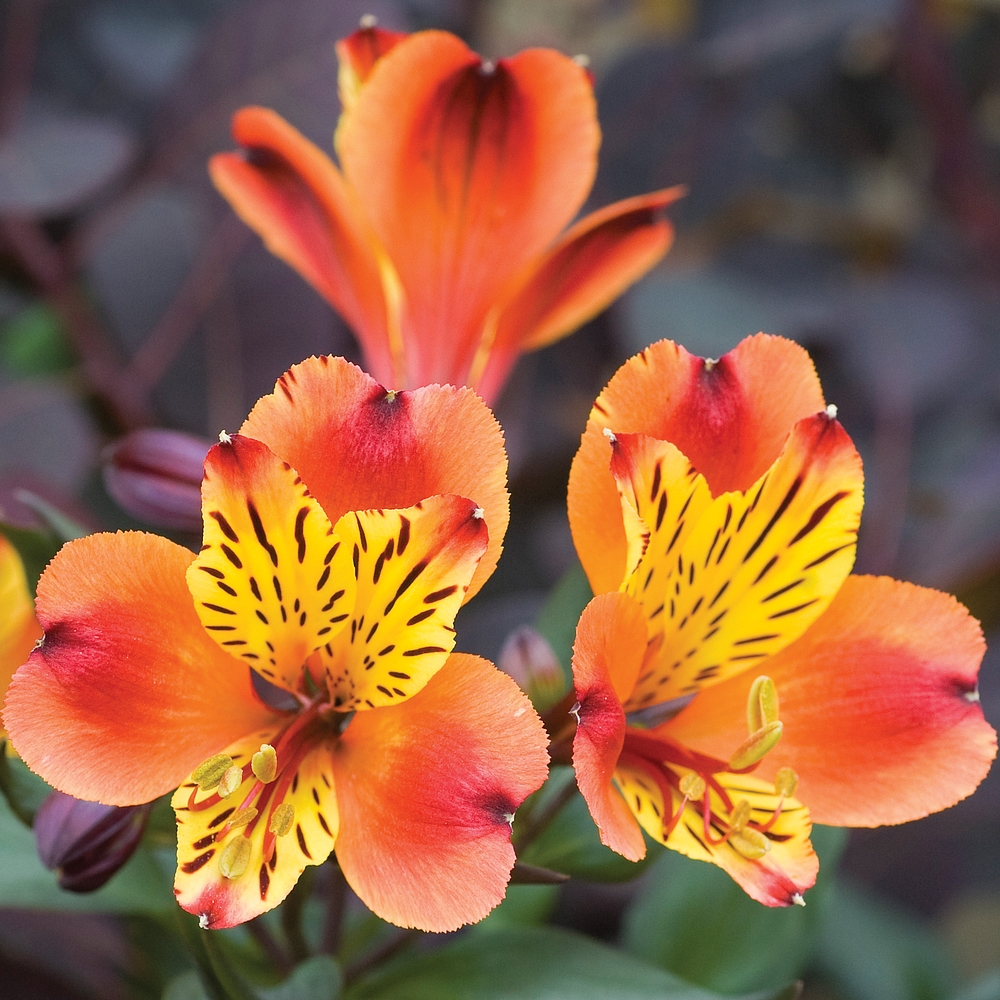 Alstroemeria-2 Best 30 Bright Colorful Flowers for Your Garden