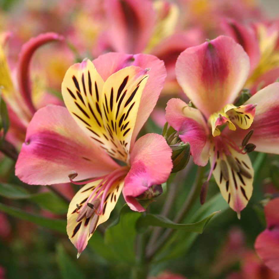 Alstroemeria Best 30 Bright Colorful Flowers for Your Garden - 16