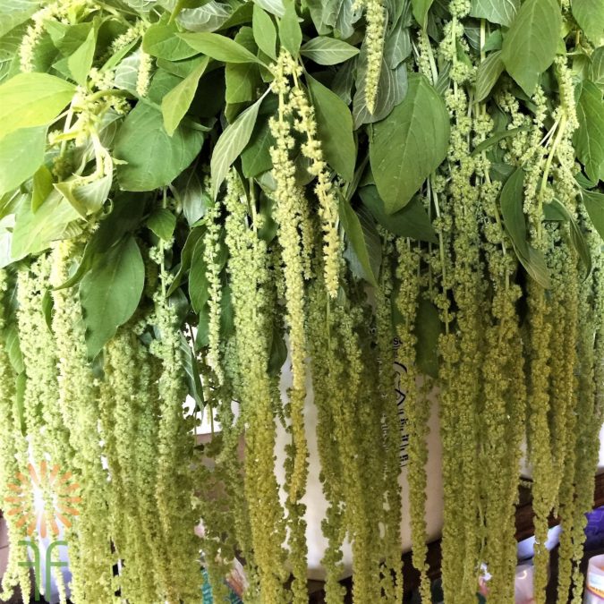 Amaranthus 1 Best 30 Bright Colorful Flowers for Your Garden - 72