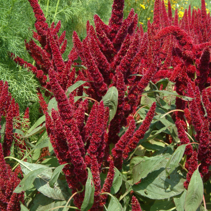 Amaranthus-675x675 Best 30 Bright Colorful Flowers for Your Garden