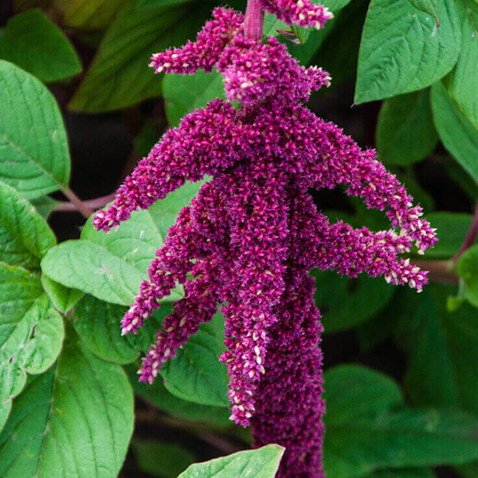 Amaranthus. Best 30 Bright Colorful Flowers for Your Garden - 70