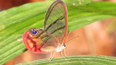 Top 10 Most Beautiful Colorful Butterflies Species 355 Amber Phantom Butterfly Top 10 Most Beautiful Colorful Butterflies Species - 355