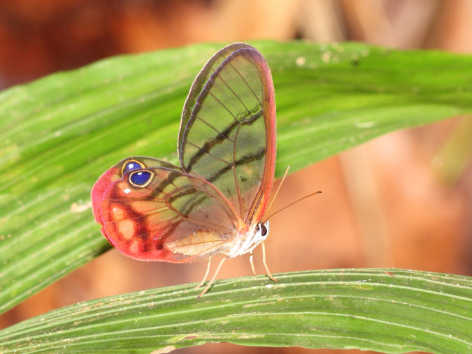 Amber Phantom Butterfly Top 10 Most Beautiful Colorful Butterflies Species - 1