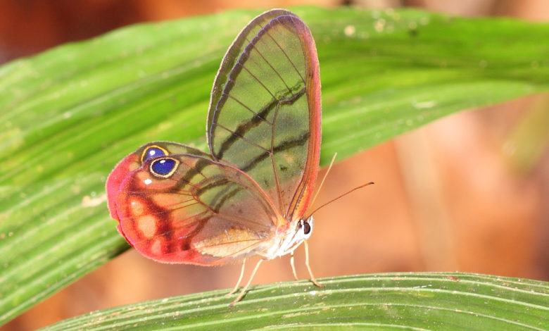 Amber Phantom Butterfly Top 10 Most Beautiful Colorful Butterflies Species - Beautiful Butterflies Species 1