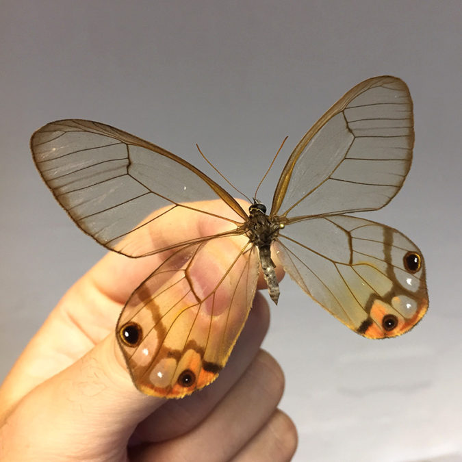 Beautiful Amber Phantom Butterfly Species