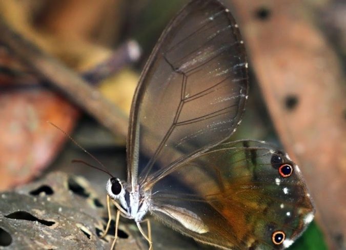 Amber Phantom Butterfly