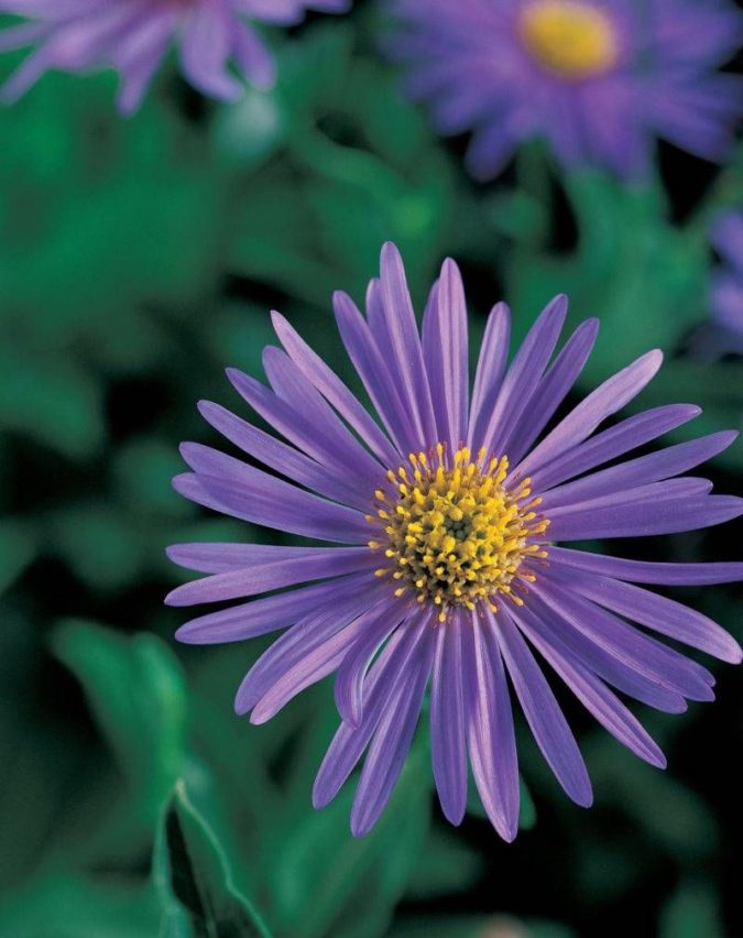 Aster 1 Best 30 Bright Colorful Flowers for Your Garden - 41