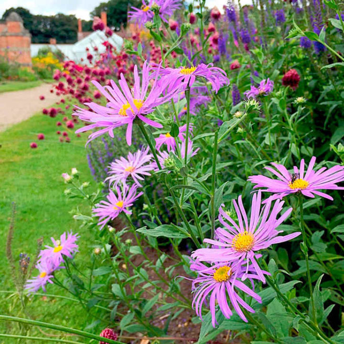 Aster 2 Best 30 Bright Colorful Flowers for Your Garden - 43