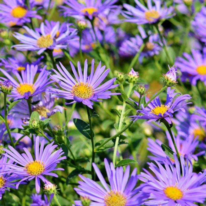 Best 30 Bright Colorful Flowers for Your Garden 42 Aster. Best 30 Bright Colorful Flowers for Your Garden - 42