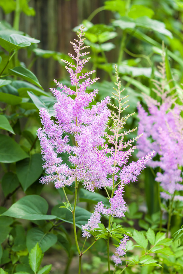 Top 10 Flowers that Bloom All Summer 22 Astilbe 1 Top 10 Flowers that Bloom All Summer - 22