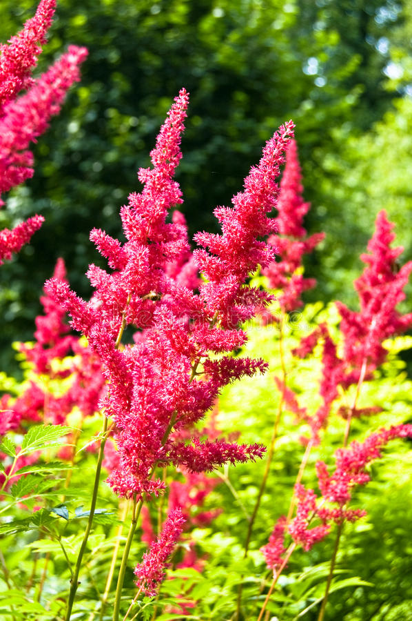 Astilbe-2 Top 10 Flowers that Bloom All Summer