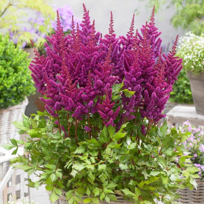 Top 10 Flowers that Bloom All Summer 23 Astilbe. Top 10 Flowers that Bloom All Summer - 23