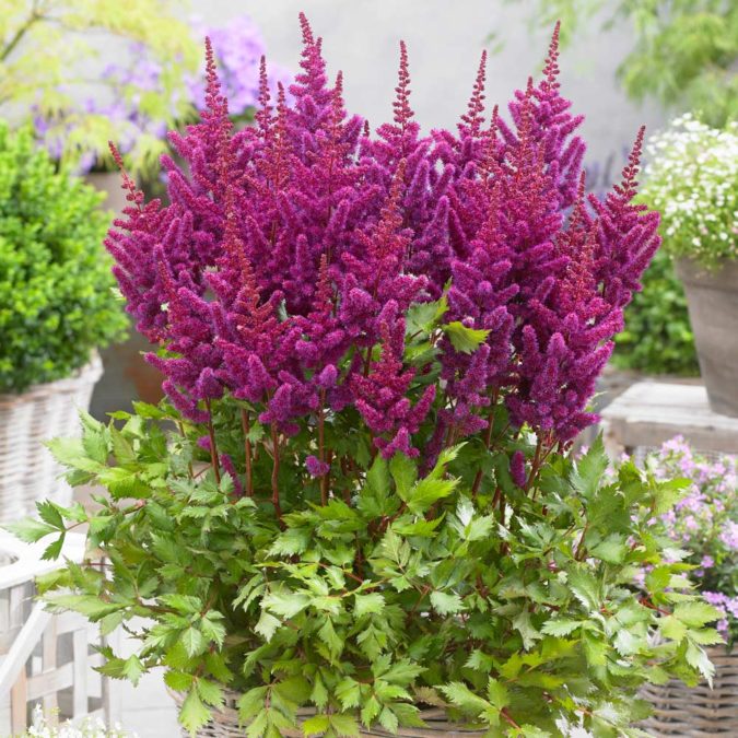 Astilbe.-675x675 Top 10 Flowers that Bloom All Summer