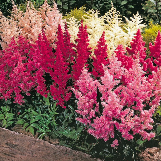 Top 10 Flowers that Bloom All Summer 25 Astilbe.. 1 Top 10 Flowers that Bloom All Summer - 25