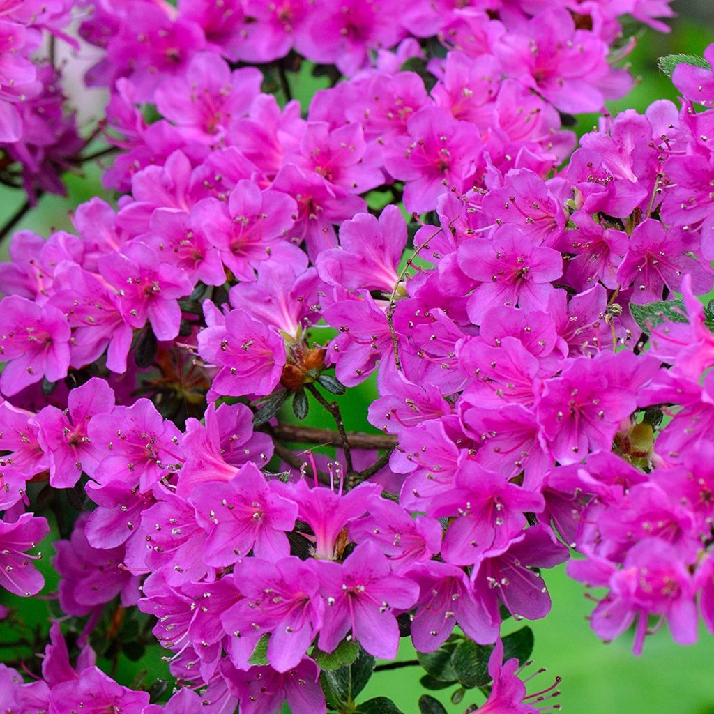 Azalea-1-1024x1024 Best 30 Bright Colorful Flowers for Your Garden