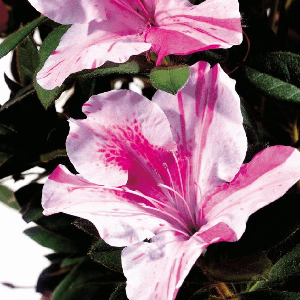 Azalea. Best 30 Bright Colorful Flowers for Your Garden - 44
