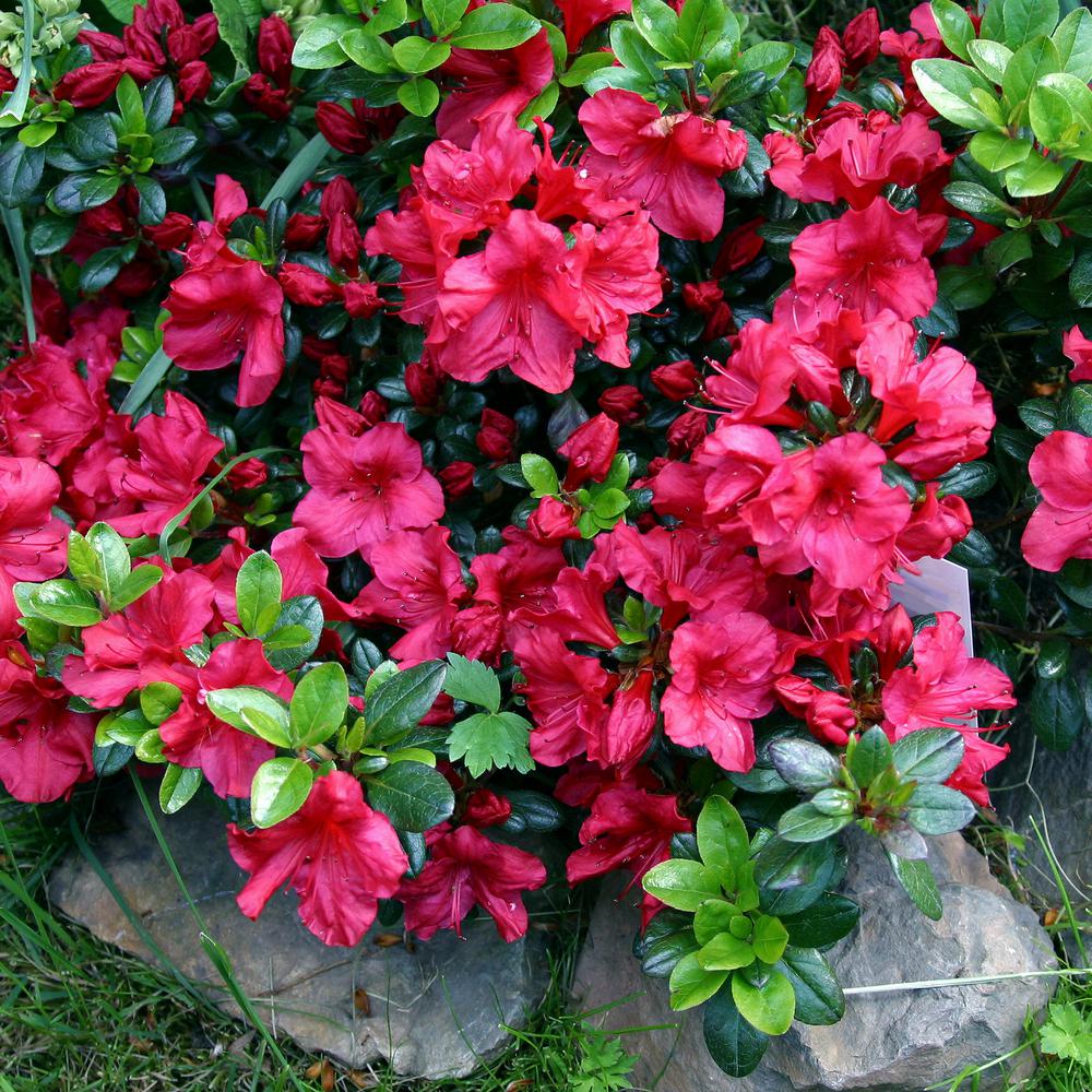 Azalea Best 30 Bright Colorful Flowers for Your Garden