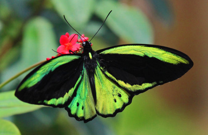 Beautiful Birdwing Butterfly Species