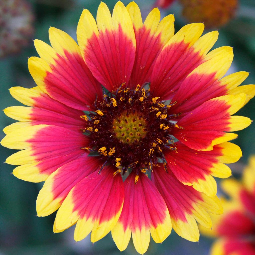 Blanket Flower Best 30 Bright Colorful Flowers for Your Garden - 1