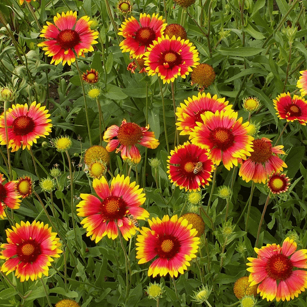 Blanket Flower Best 30 Bright Colorful Flowers for Your Garden - 2