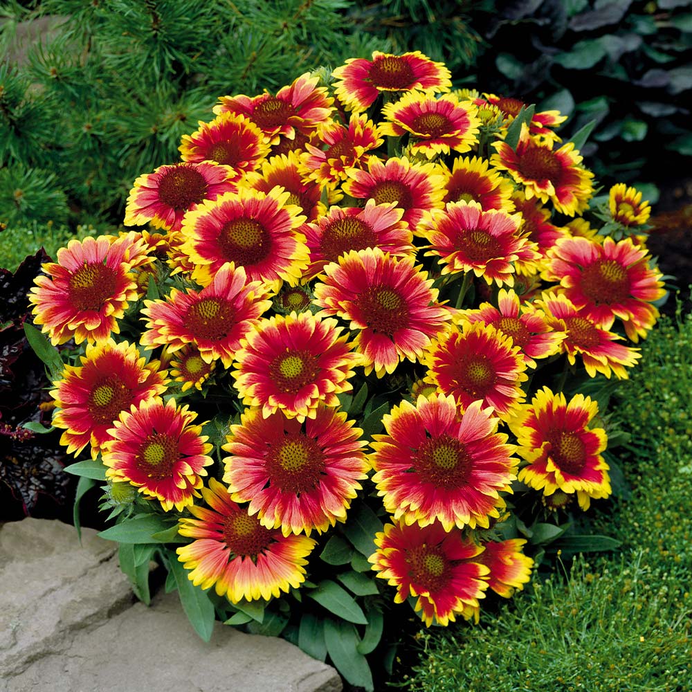 Blanket Flower Best 30 Bright Colorful Flowers for Your Garden - 3