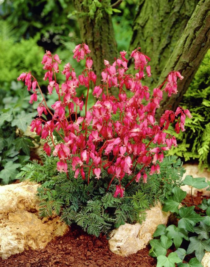 Top 10 Flowers that Bloom All Summer 10 Bleeding Heart ‘Luxuriant 1 Top 10 Flowers that Bloom All Summer - 10