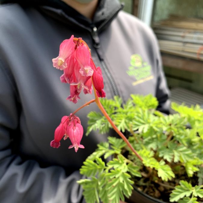 Top 10 Flowers that Bloom All Summer 9 Bleeding Heart ‘Luxuriant Top 10 Flowers that Bloom All Summer - 9