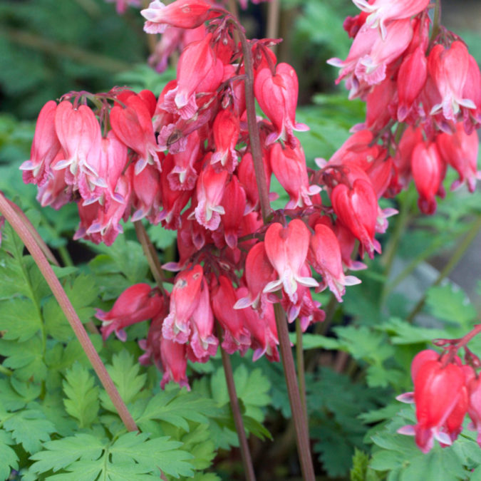Top 10 Flowers that Bloom All Summer 11 Bleeding Heart ‘Luxuriant. Top 10 Flowers that Bloom All Summer - 11
