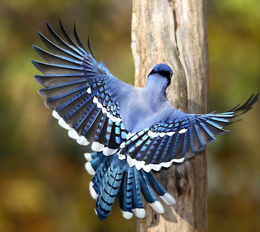 Blue-Jay-2 Top 20 Most Beautiful Colorful Birds in The World