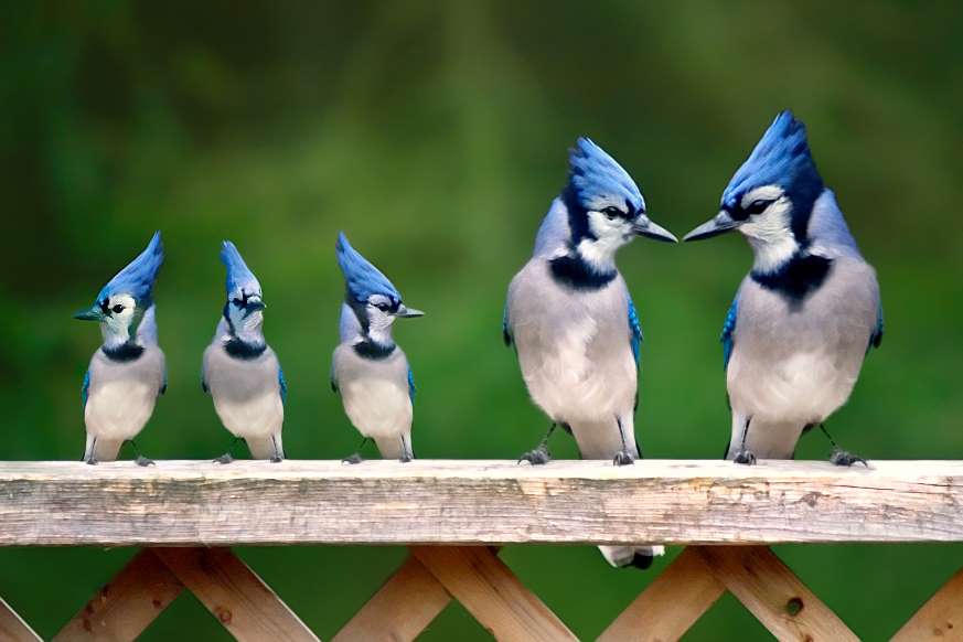Blue Jay. Top 20 Most Beautiful Colorful Birds in The World - 4