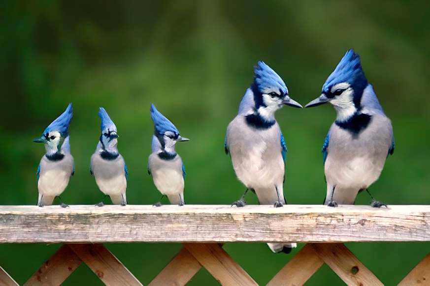 Blue-Jay. Top 20 Most Beautiful Colorful Birds in The World