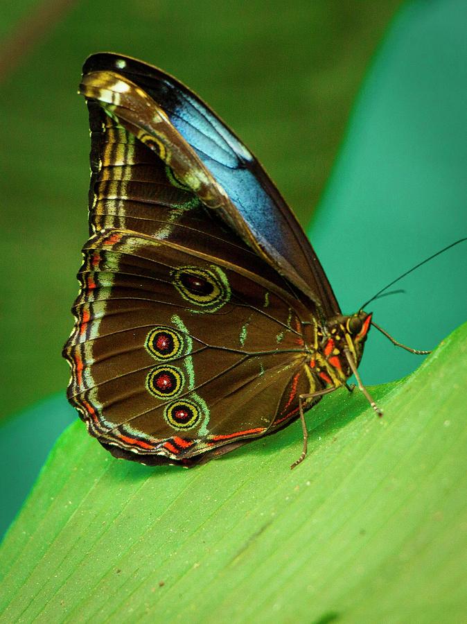 Top 10 Most Beautiful Colorful Butterflies Species