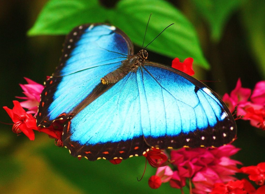 Top 10 Most Beautiful Colorful Butterflies Species