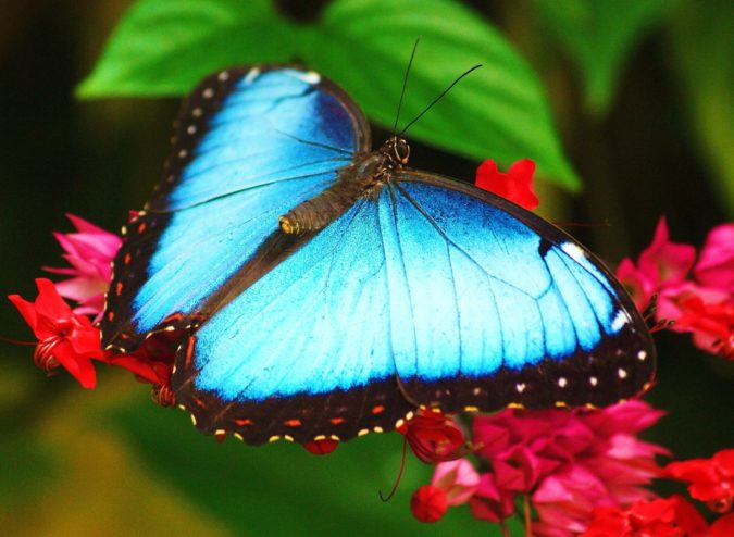 Beautiful Colorful Blue Morpho Butterfly Species