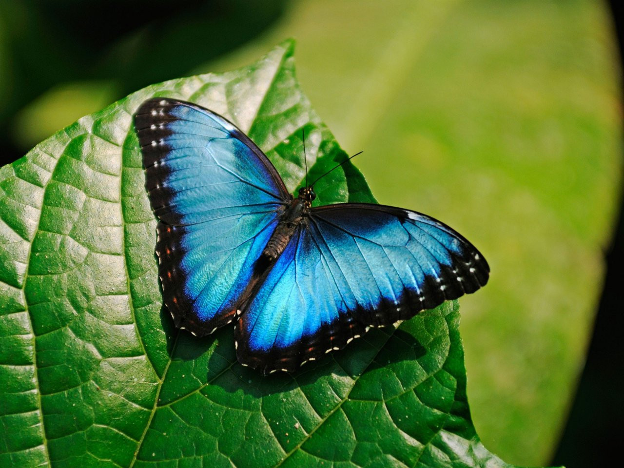 Blue Morpho Butterfly Species
