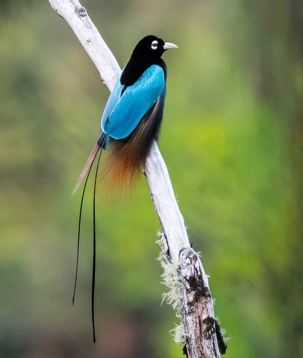 Blue bird of paradise Top 20 Most Beautiful Colorful Birds in The World - 77