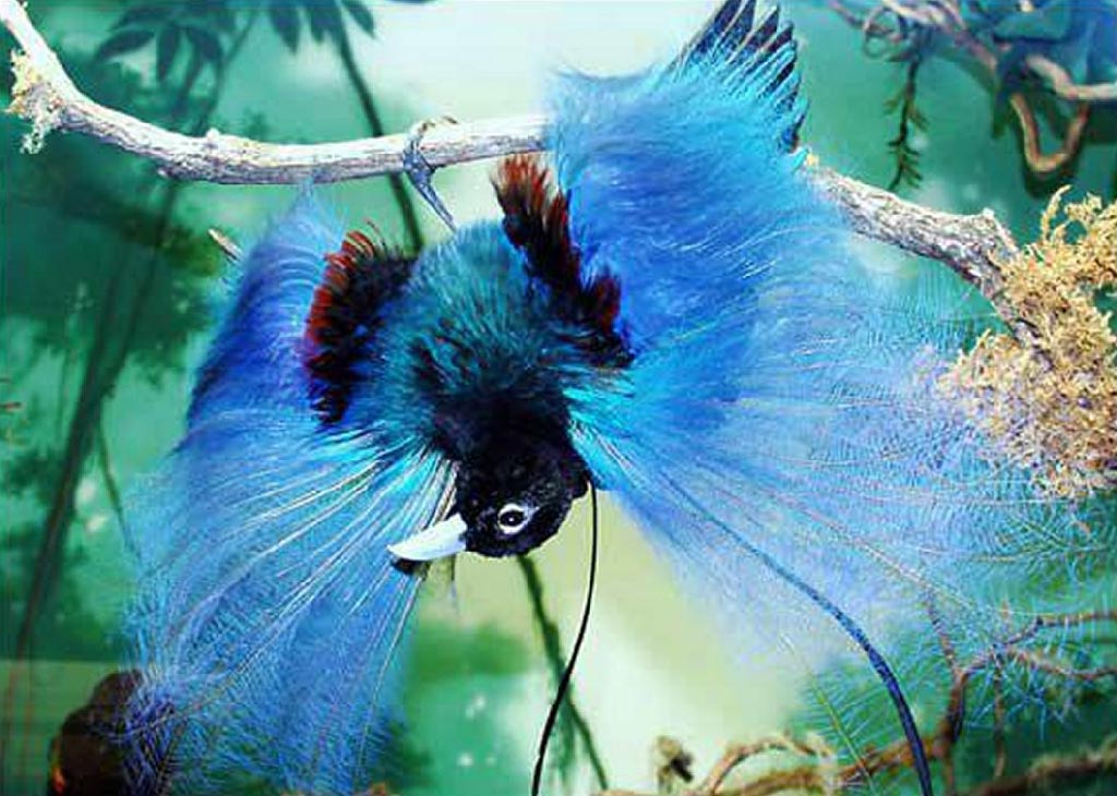 Blue-bird-of-paradise-2 Top 20 Most Beautiful Colorful Birds in The World