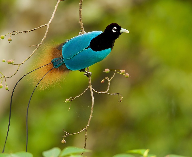 Blue bird of paradise.. 4 Top 20 Most Beautiful Colorful Birds in The World - 76