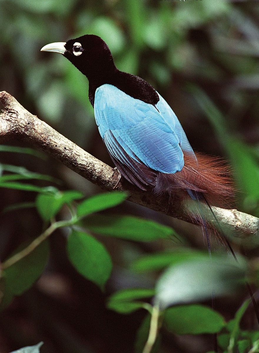 Blue-bird-of-paradise..-5 Top 20 Most Beautiful Colorful Birds in The World