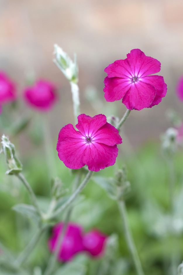 Best 30 Bright Colorful Flowers for Your Garden 39 Campion 1 Best 30 Bright Colorful Flowers for Your Garden - 39