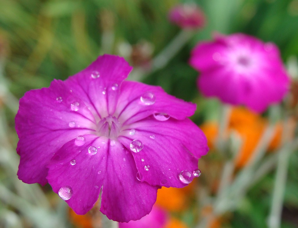 Best 30 Bright Colorful Flowers for Your Garden 40 Campion Best 30 Bright Colorful Flowers for Your Garden - 40