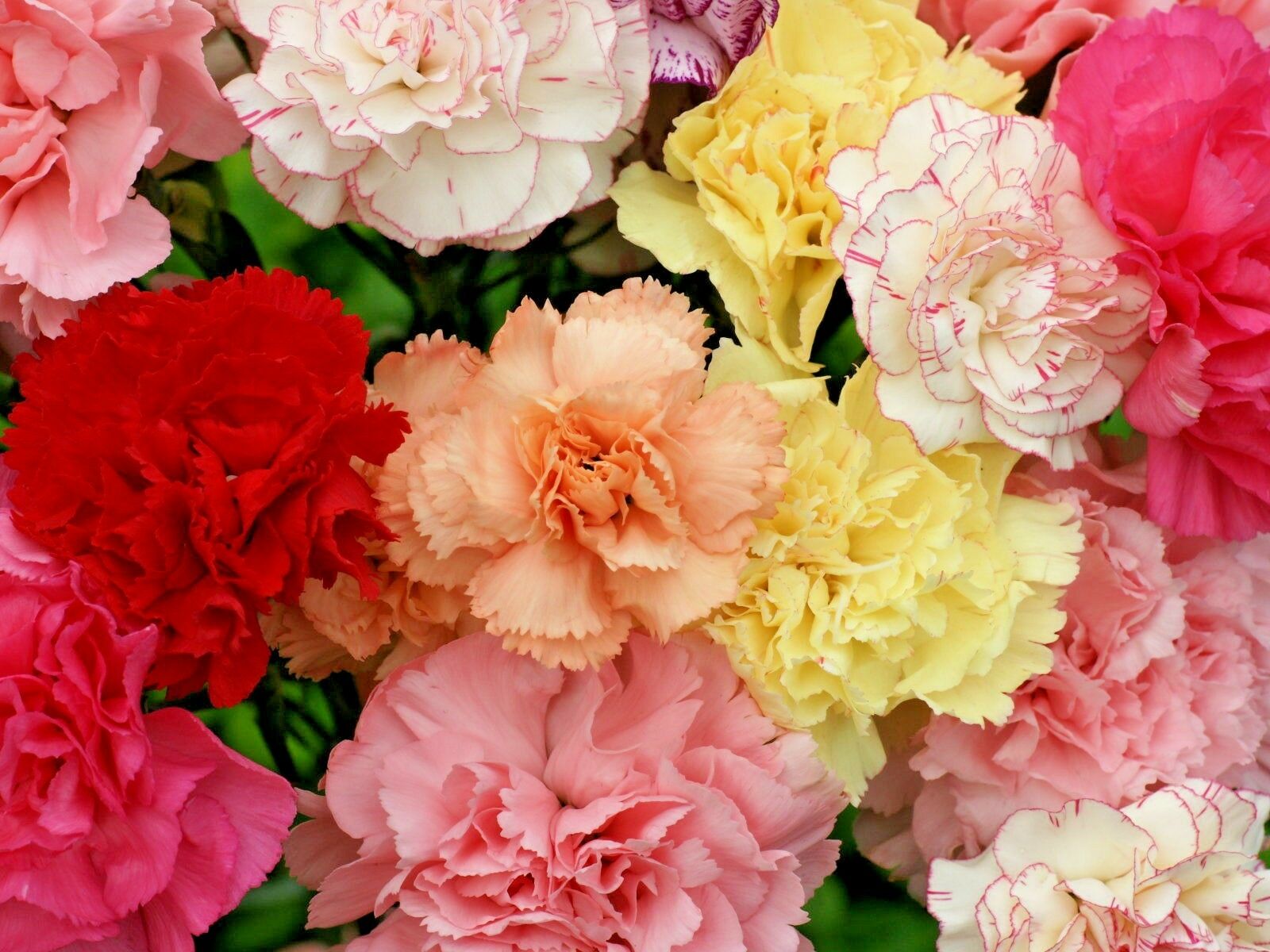 Carnations 1 Best 30 Bright Colorful Flowers for Your Garden - 53
