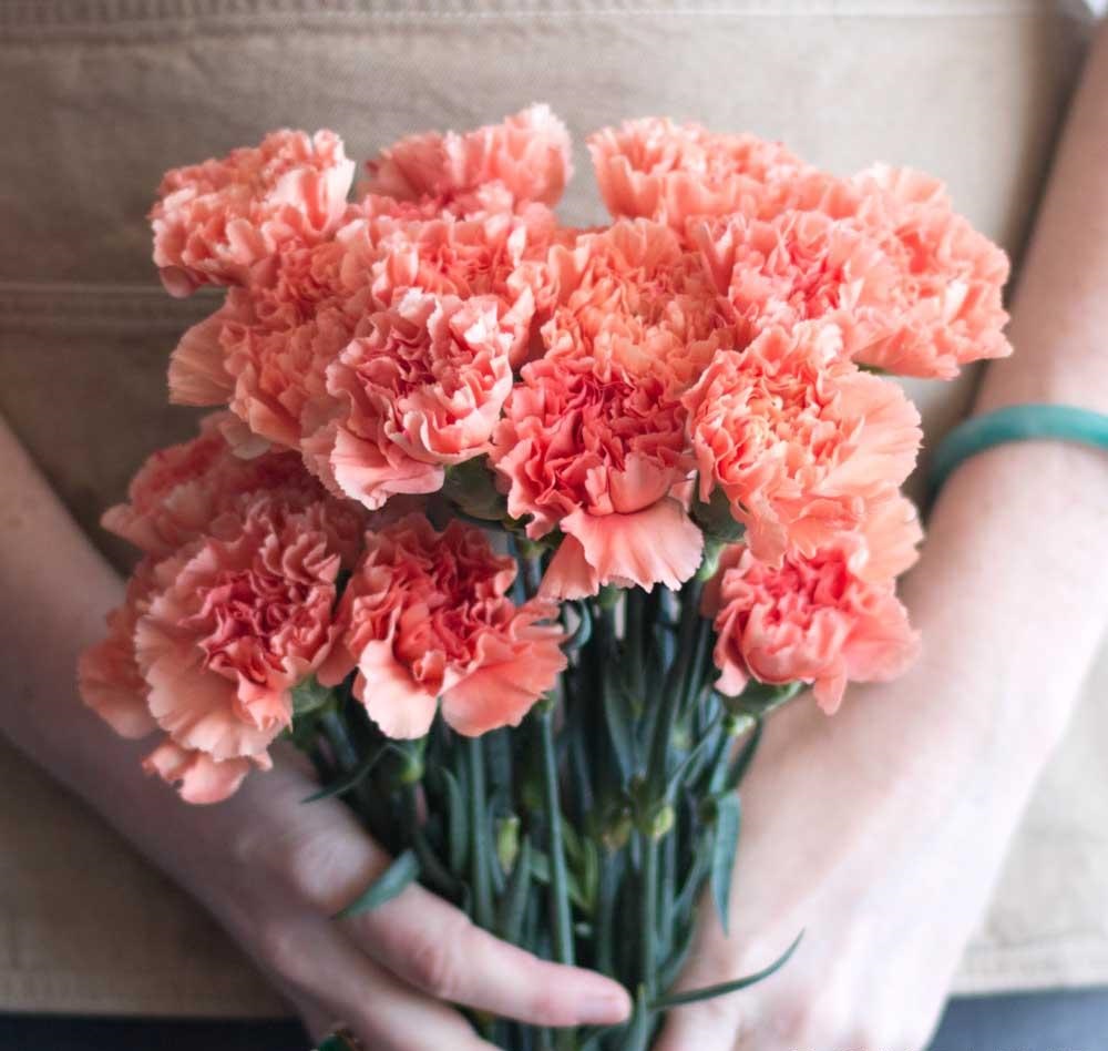 Carnations-2 Best 30 Bright Colorful Flowers for Your Garden