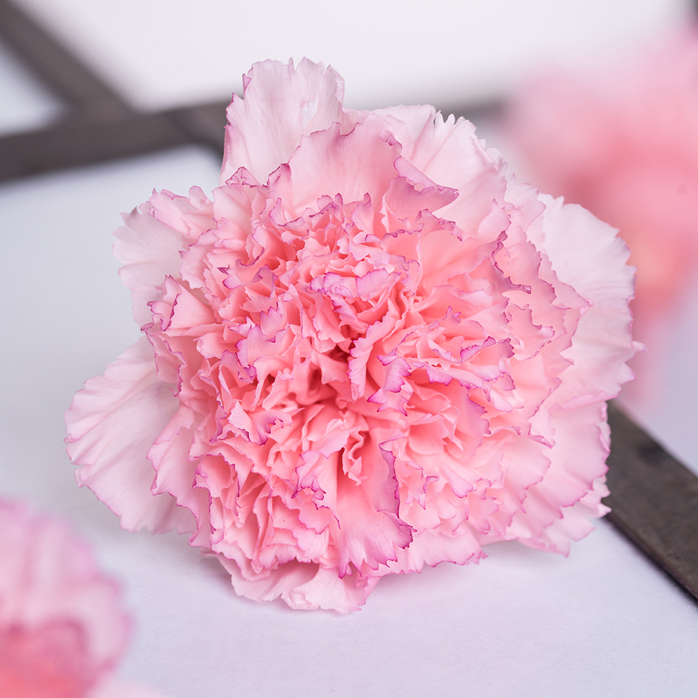 Carnations. Best 30 Bright Colorful Flowers for Your Garden - 52