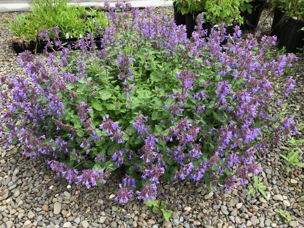 Catmint 1 Best 30 Bright Colorful Flowers for Your Garden - 76